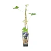 BLOOMIQUE - Vitis vinifera 'boskoop glory' - plant de raisin - raisins bleus - ⌀14 cm - hauteur 60-70cm