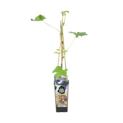 BLOOMIQUE - Vitis vinifera 'boskoop glory' - plant de raisin - raisins bleus - ⌀14 cm - hauteur 60-70cm