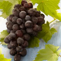 BLOOMIQUE - Vitis vinifera 'boskoop glory' - plant de raisin - raisins bleus - ⌀14 cm - hauteur 60-70cm