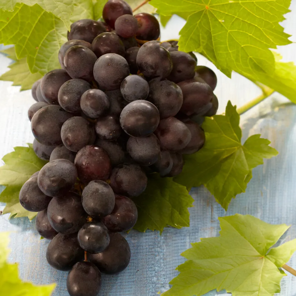 BLOOMIQUE - Vitis vinifera 'boskoop glory' - plant de raisin - raisins bleus - ⌀14 cm - hauteur 60-70cm