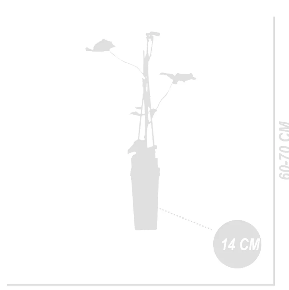 BLOOMIQUE - Vitis vinifera 'boskoop glory' - plant de raisin - raisins bleus - ⌀14 cm - hauteur 60-70cm