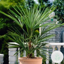BLOOMIQUE - Washingtonia robusta - palmier éventail mexicain - palmier rustique - hauteur 80-100 cm - pot 21 cm