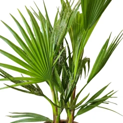 BLOOMIQUE - Washingtonia robusta - palmier éventail mexicain - palmier rustique - hauteur 80-100 cm - pot 21 cm