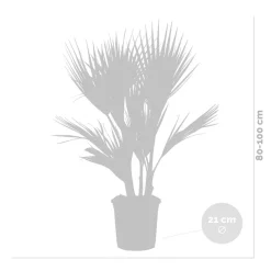 BLOOMIQUE - Washingtonia robusta - palmier éventail mexicain - palmier rustique - hauteur 80-100 cm - pot 21 cm