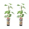 BLOOMIQUE - 2x ficus carica 'brown turkey' - figuier - arbres fruitiers - ⌀14 cm - hauteur 60-70cm