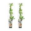 BLOOMIQUE - 2x vaccinium corymbosum 'goldtraube' - myrtille - plantes fruitières - ⌀14 cm - hauteur 60-70cm