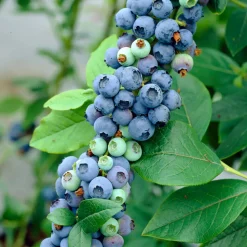 BLOOMIQUE - 2x vaccinium corymbosum 'goldtraube' - myrtille - plantes fruitières - ⌀14 cm - hauteur 60-70cm