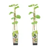 BLOOMIQUE - 2x vitis vinifera 'vroege van der laan' - plant de raisin - ⌀14 cm - hauteur 60-70cm