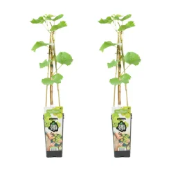 BLOOMIQUE - 2x vitis vinifera 'vroege van der laan' - plant de raisin - ⌀14 cm - hauteur 60-70cm