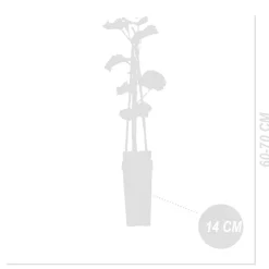 BLOOMIQUE - 2x vitis vinifera 'vroege van der laan' - plant de raisin - ⌀14 cm - hauteur 60-70cm