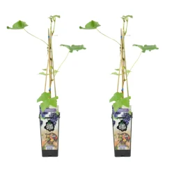 BLOOMIQUE - 2x vitis vinifera 'boskoop glory' - plant de raisin - raisins bleus - ⌀14 cm - hauteur 60-70cm