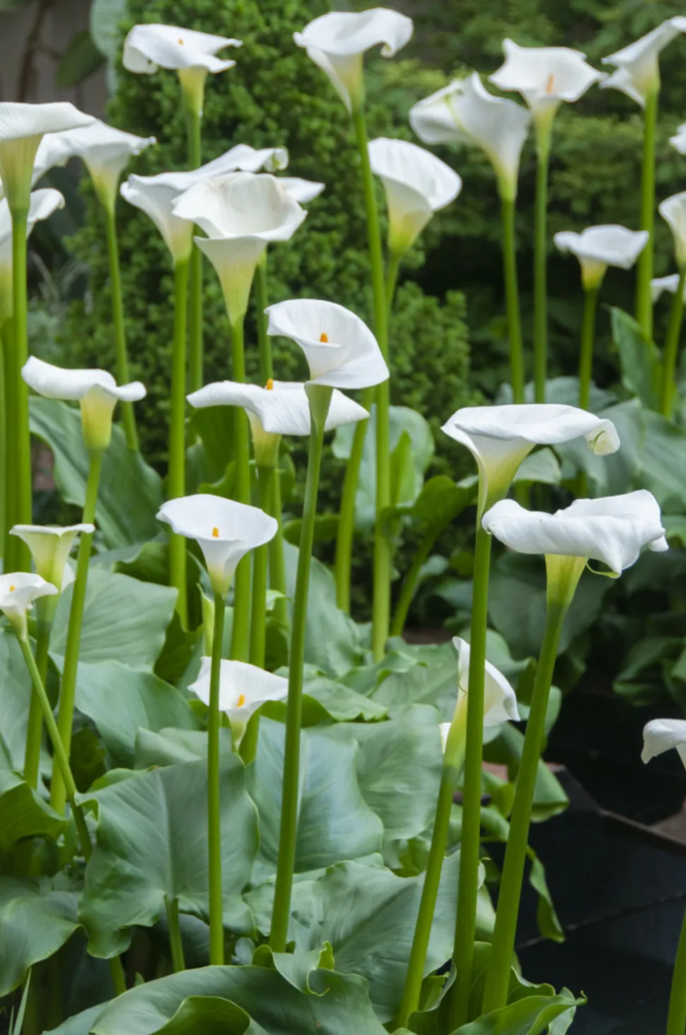 BLOOMIQUE - Zantedeschia aethiopica - arum blanc - plantes de bassin - 10-20 cm de haut - pot 9 cm