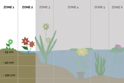 BLOOMIQUE - Zantedeschia aethiopica - arum blanc - plantes de bassin - 10-20 cm de haut - pot 9 cm