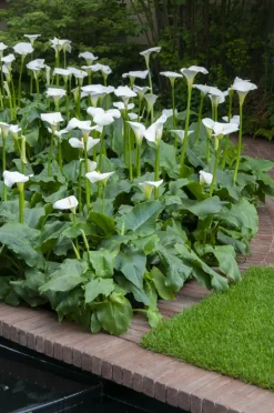 BLOOMIQUE - Zantedeschia aethiopica - arum blanc - plantes de bassin - 10-20 cm de haut - pot 9 cm