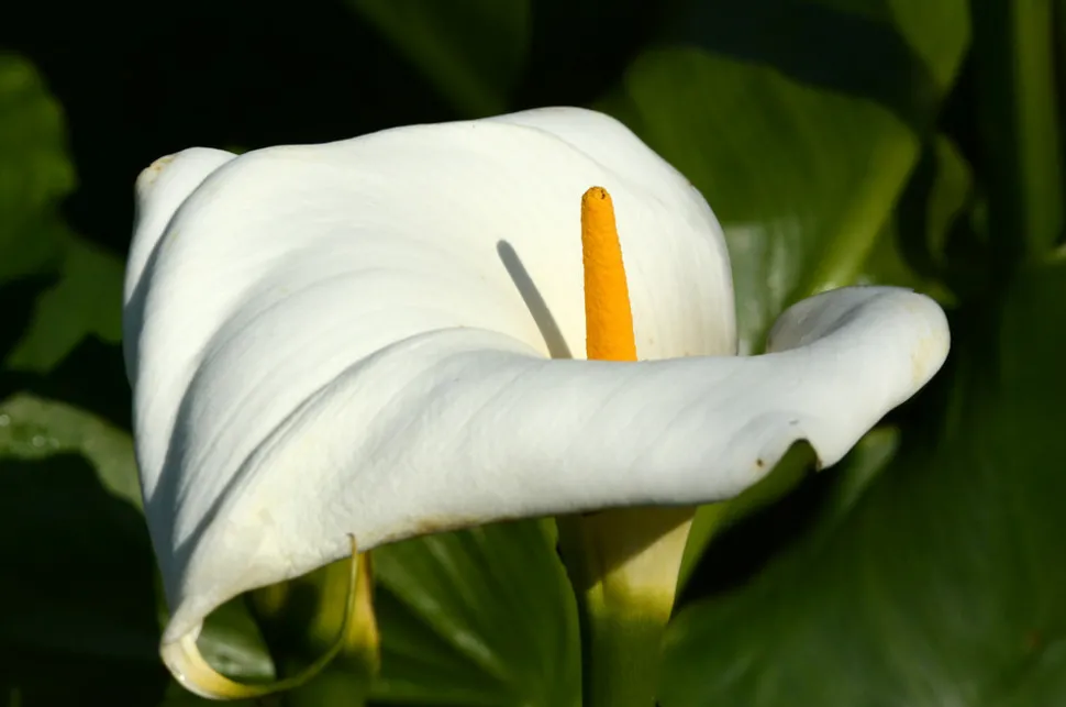 BLOOMIQUE - Zantedeschia aethiopica - arum blanc - plantes de bassin - 10-20 cm de haut - pot 9 cm