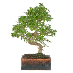 BonsaÏ 8 ans d'âge avec son pot Déco Oxide