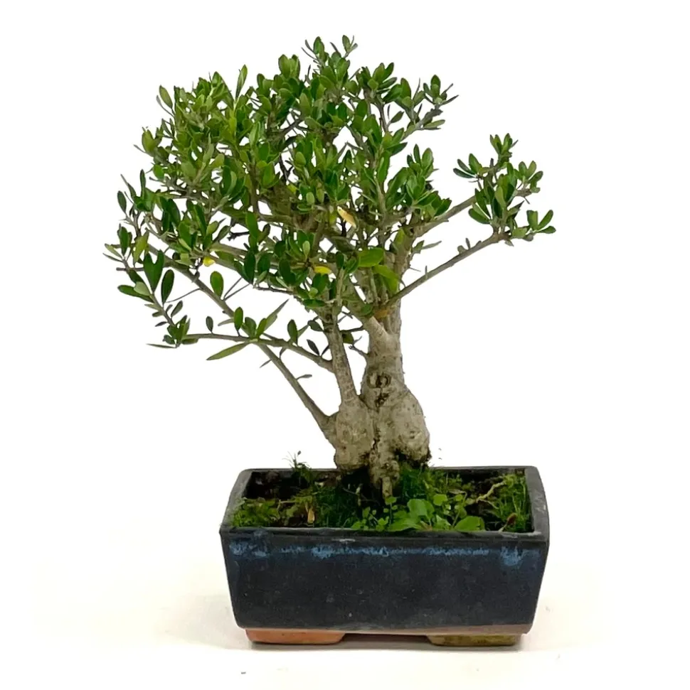 Bonsaï d'extérieur Olea europa - 8 ans