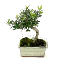 Bonsaï d'extérieur Olea europa - 6 ans