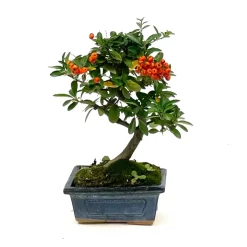 Bonsaï d'extérieur Pyrachantha - 6 ans