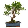 Bonsaï d'intérieur 16 ans