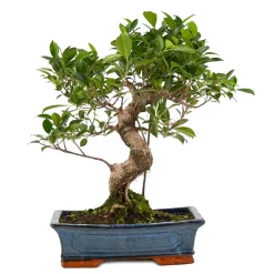 Bonsaï d'intérieur 16 ans