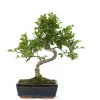Bonsaï d'intérieur 8 ans