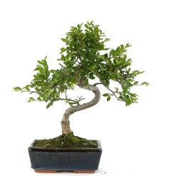 Bonsaï d'intérieur 8 ans