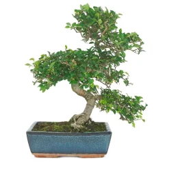 Bonsaï d'intérieur 10 ans