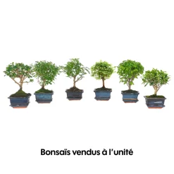 Bonsaï d'intérieur 3/4 ans avec soucoupe, variétés variables