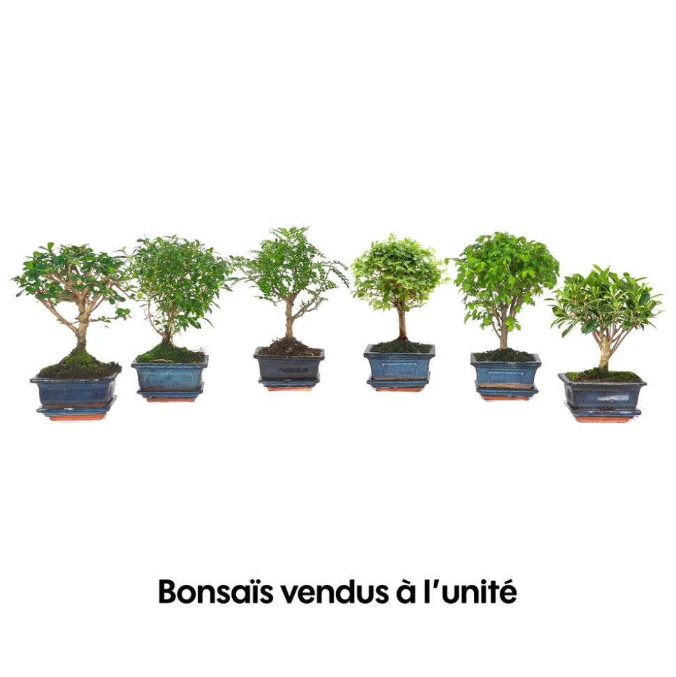 Bonsaï d'intérieur 3/4 ans avec soucoupe, variétés variables