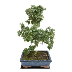 Bonsaî d'intérieur 10 ans avec soucoupe