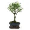 Bonsaî d'intérieur 5 ans avec soucoupe