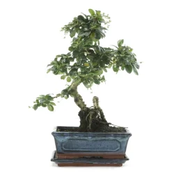 Bonsaî d'intérieur 8 ans avec soucoupe