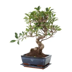 Bonsaî d'intérieur 8 ans avec soucoupe