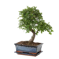 Bonsaî d'intérieur 8 ans avec soucoupe