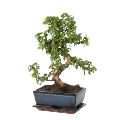 Bonsaî d'intérieur 8 ans avec soucoupe