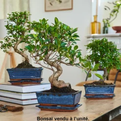Bonsaî d'intérieur 8 ans avec soucoupe