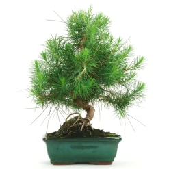 Bonsaï d'intérieur, 7 ans d'âge