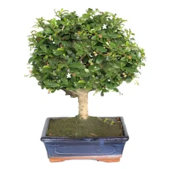 Bonsaï d'intérieur, 7 ans d'âge