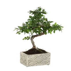 Bonsaï d'intérieur 6 ans, pot déco orient