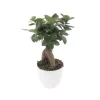 Bonsaï Ficus microcarpa - Pot D 17cm- Hauteur 30cm
