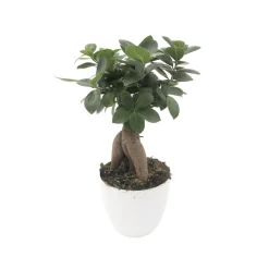Bonsaï Ficus microcarpa - Pot D 17cm- Hauteur 30cm