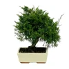 Bonsaï Juniperus - 8 ans