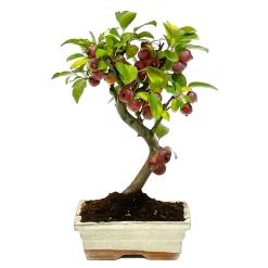 Bonsaï Malus - 12 ans
