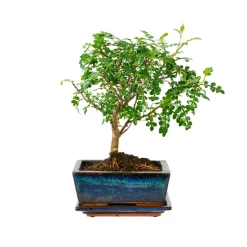 Bonsaï Mix avec soucoupe, 6 ans