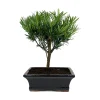 Bonsaï Podocarpus 5/6 ans boule