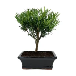 Bonsaï Podocarpus 5/6 ans boule
