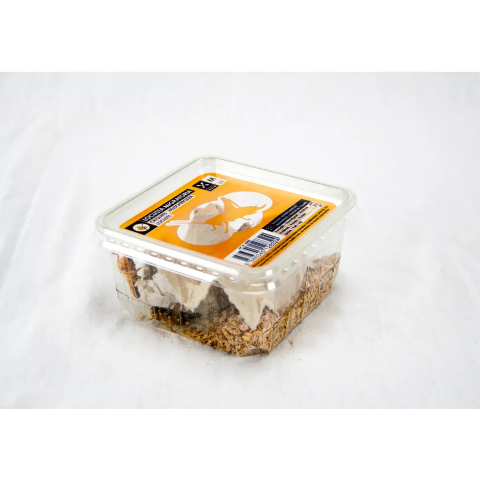 Boîte de 10 criquets subadultes