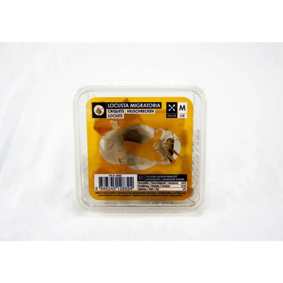 Boîte de 10 criquets subadultes