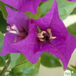 Bougainvillea en touffe, Pot D.17cm